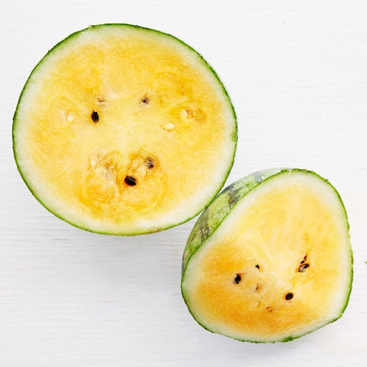 Orchid Watermelon (1 count)