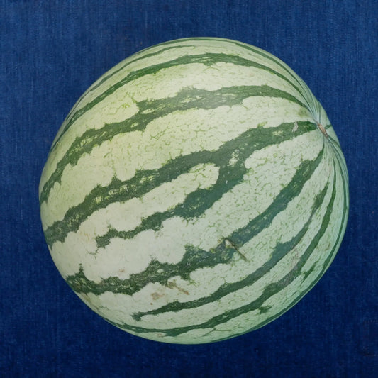 Orchid Watermelon (1 count)