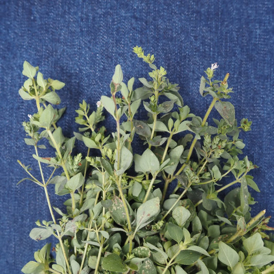 Oregano (1 bunch)