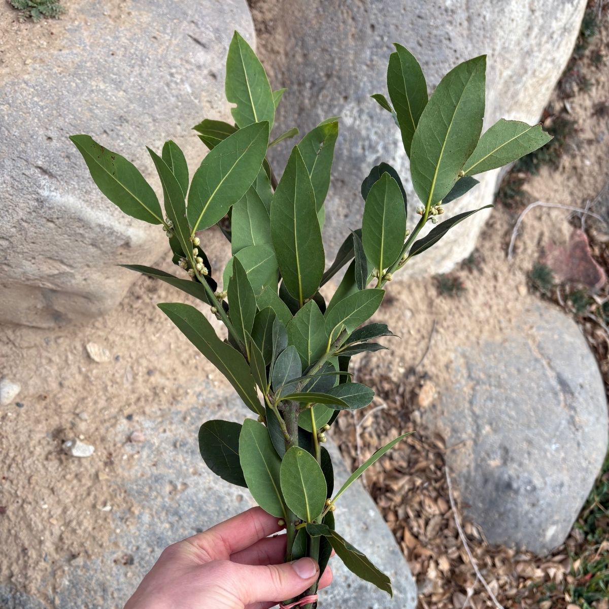Turkish Bay Leaves (1 bunch)