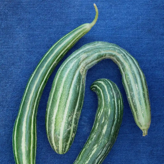 Painted Serpent Cucumbers (1 lb)