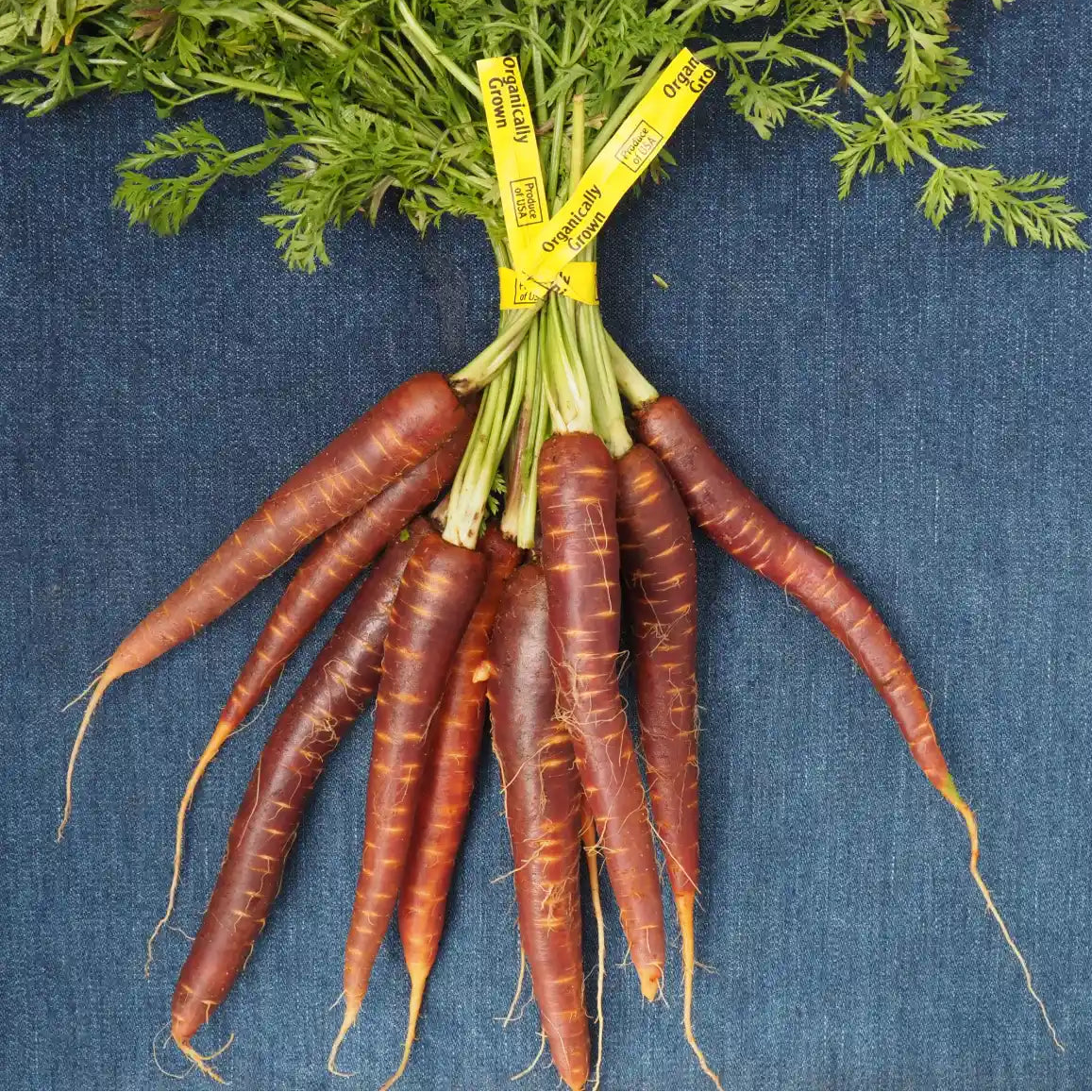 Purple Haze Carrots (1 bunch)