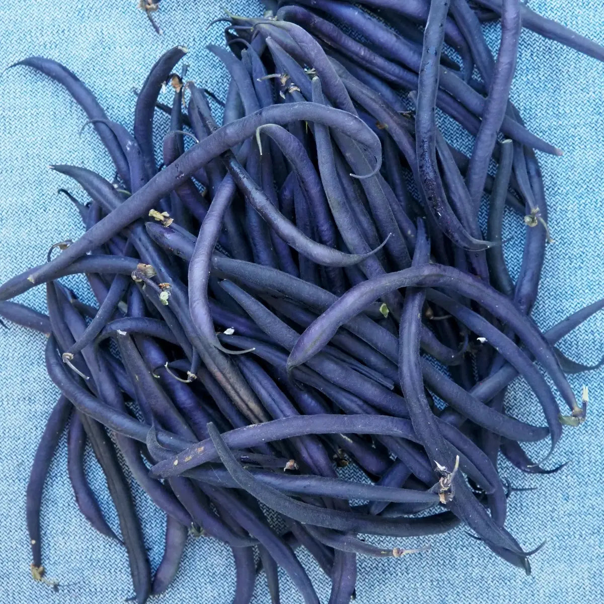Haricot Vert French Beans, Purple (1 lb)