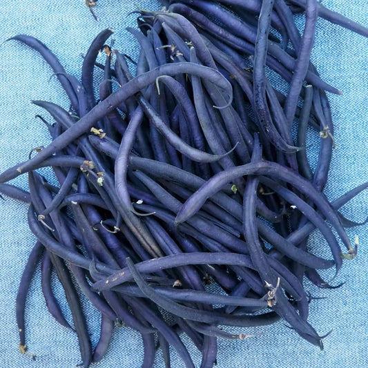 Haricot Vert French Beans, Purple (1 lb)