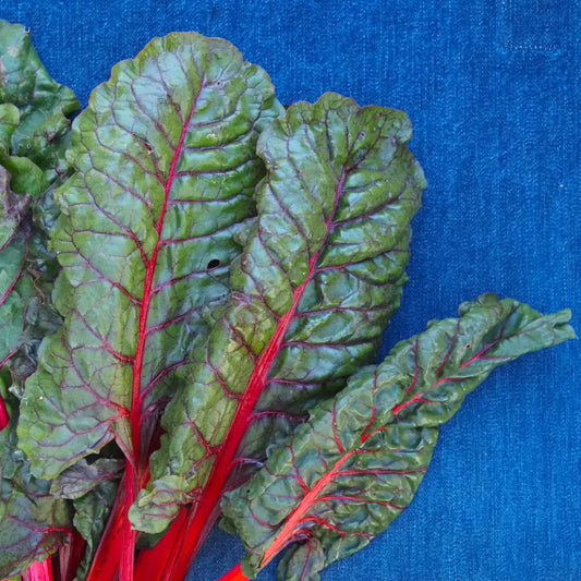 Rainbow Chard (1 bunch)