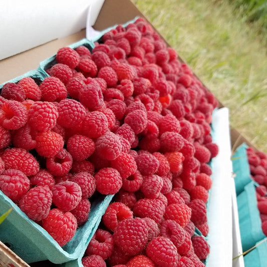 Organic Raspberries (1/2 pint)
