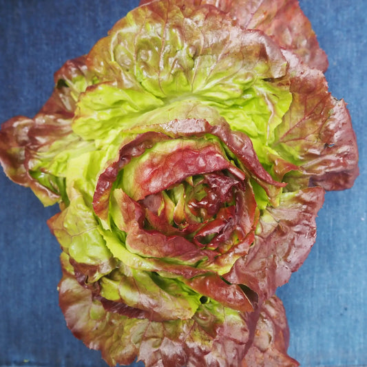 Red Butter Lettuce (1 head)