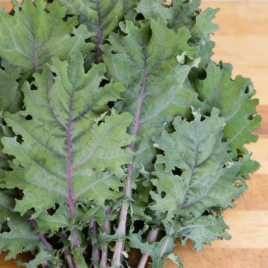 Red Russian Kale (1 bunch)