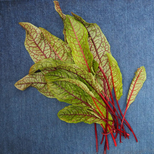 Red Veined Sorrel ( 1 bunch )