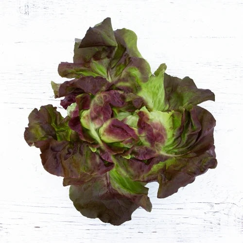 Organic Red Butter Lettuce (1 head)