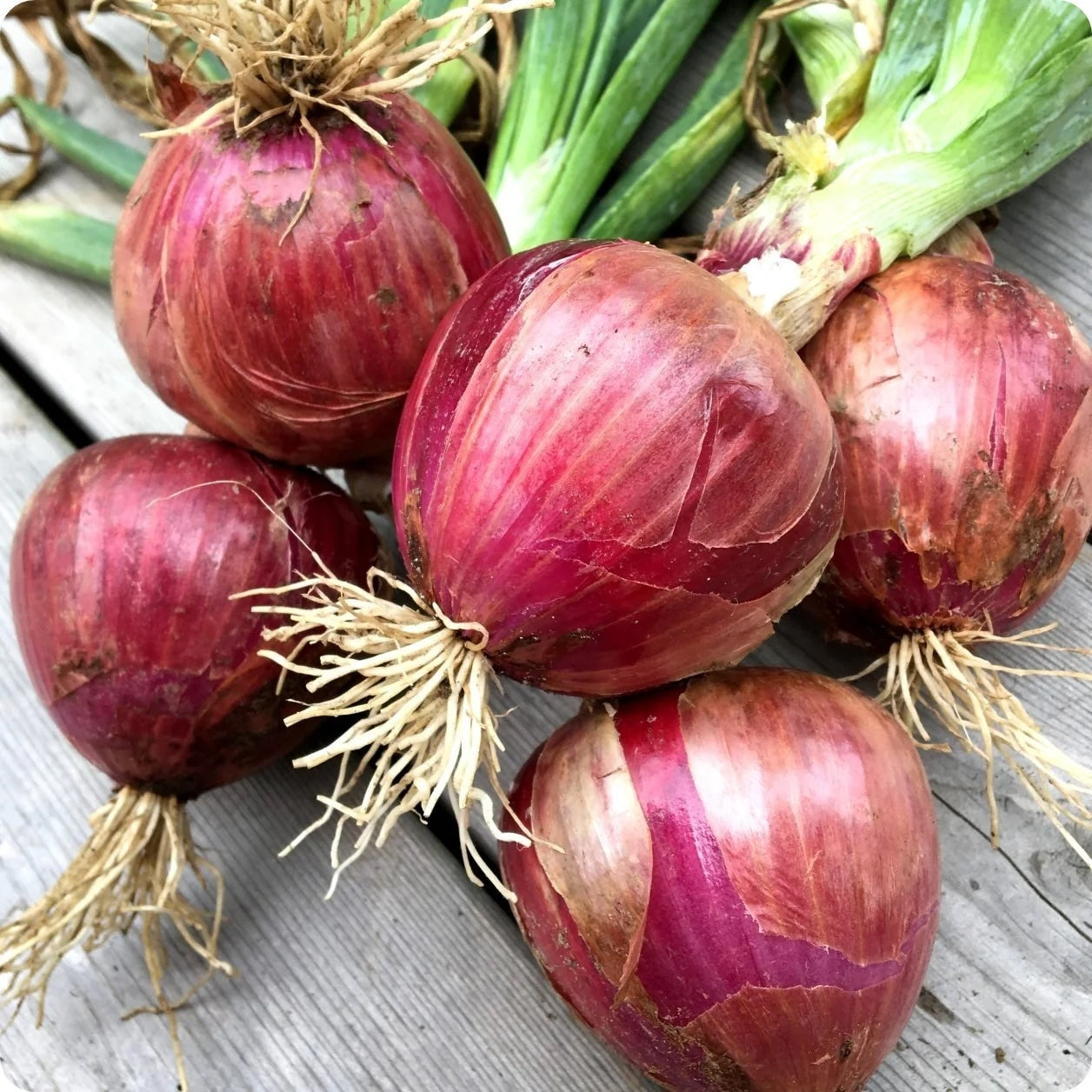 Organic Rossa di Milano Onion ( 1 lb)