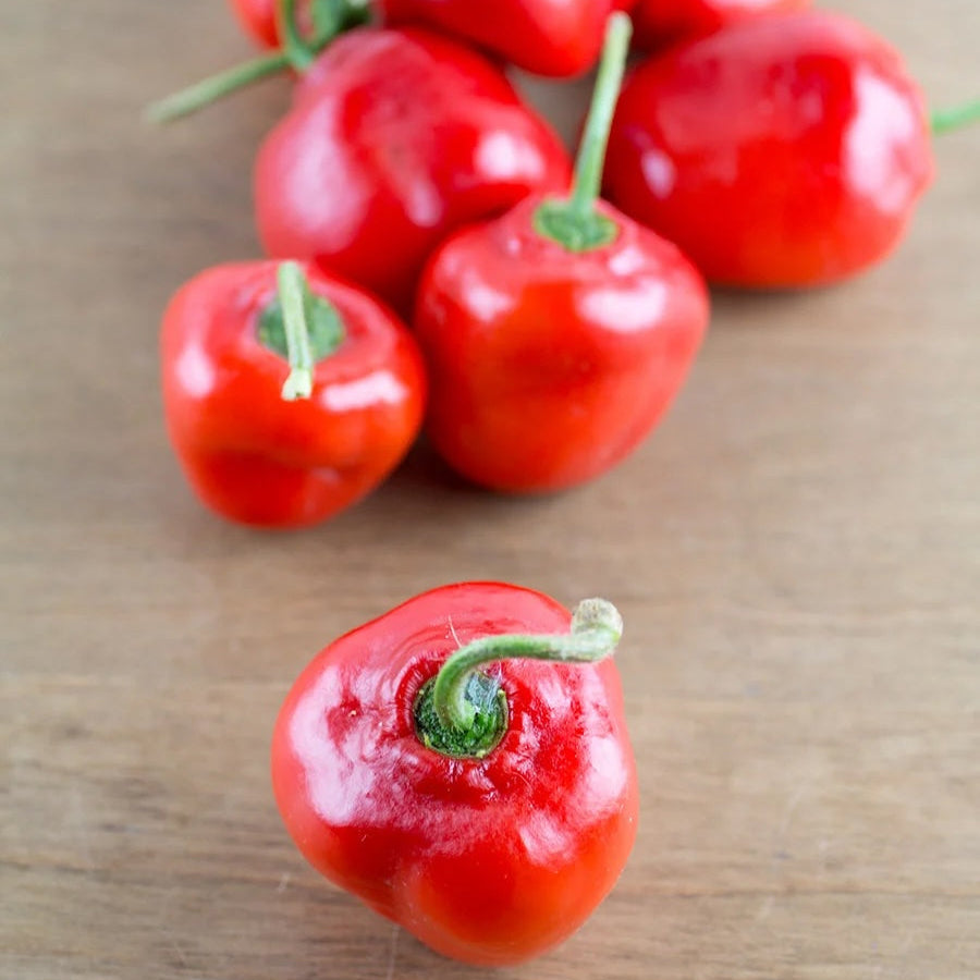 Organic Red Rocoto Peppers (1 count)