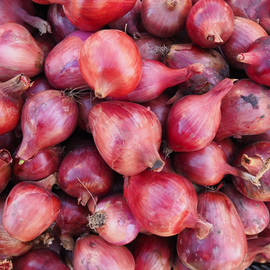 Rossa di Milano Onion ( 1 lb)