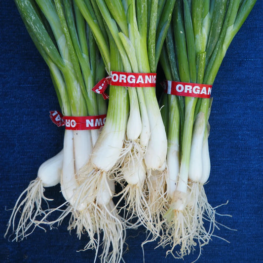 Scallion ( 1 bunch)