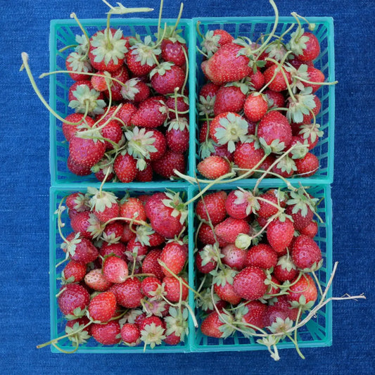Lucero Farm Seascape Strawberries  (1 pint)