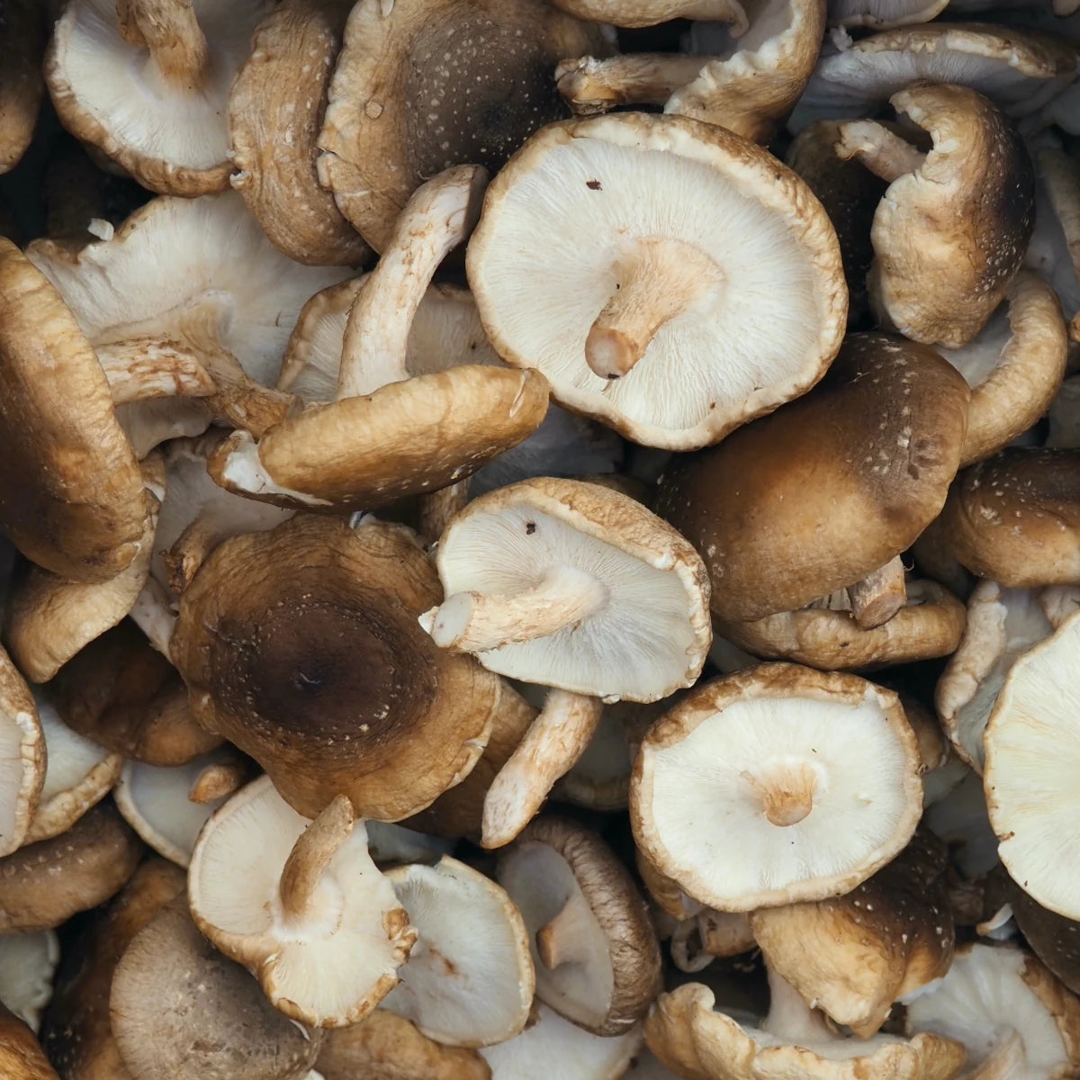 Shiitake Mushrooms (6 oz)