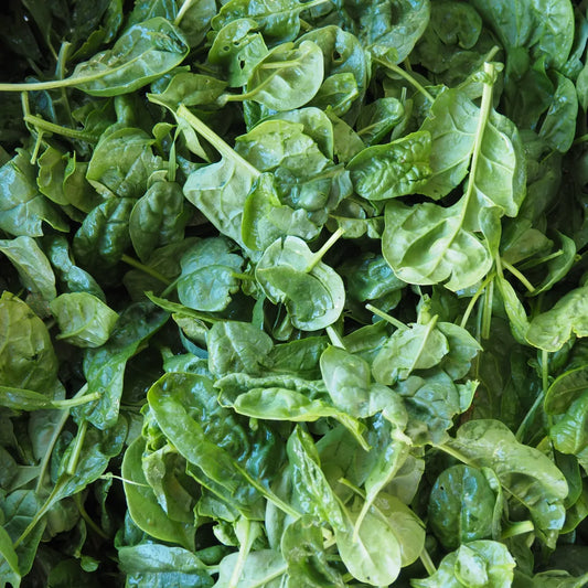 Bloomsdale Spinach (8 oz)