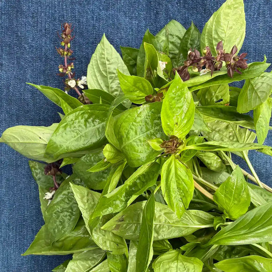 Thai Basil (1 bunch)