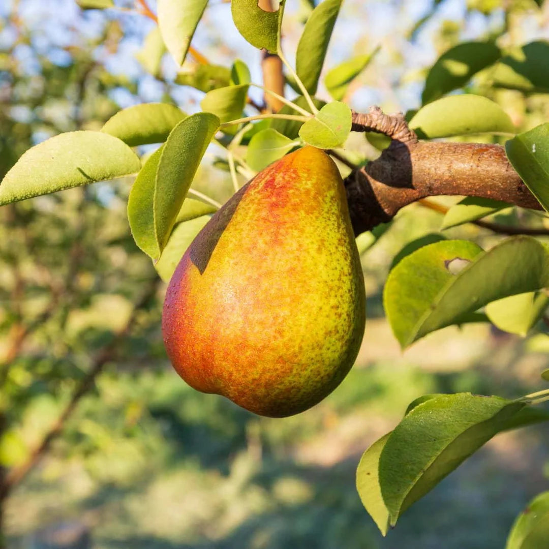 Warren Pears (1 lb)