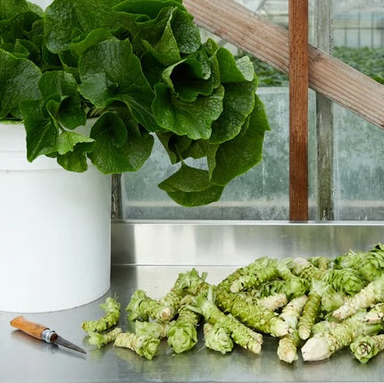 Organic Fresh Wasabi (4 oz)