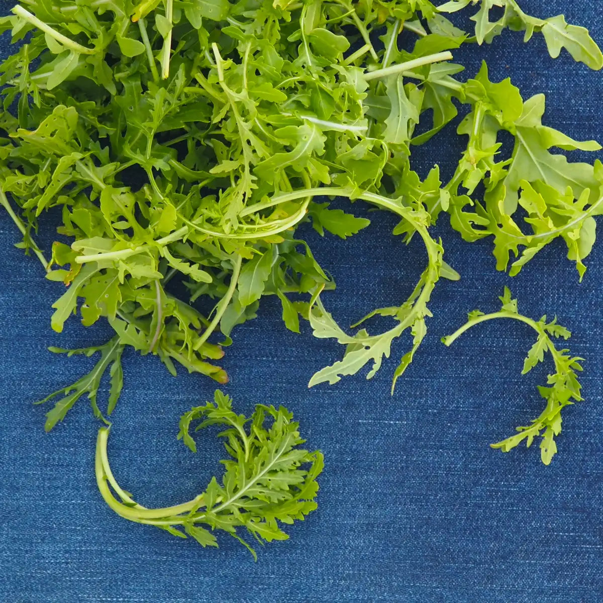 Arugula ( 8 oz )