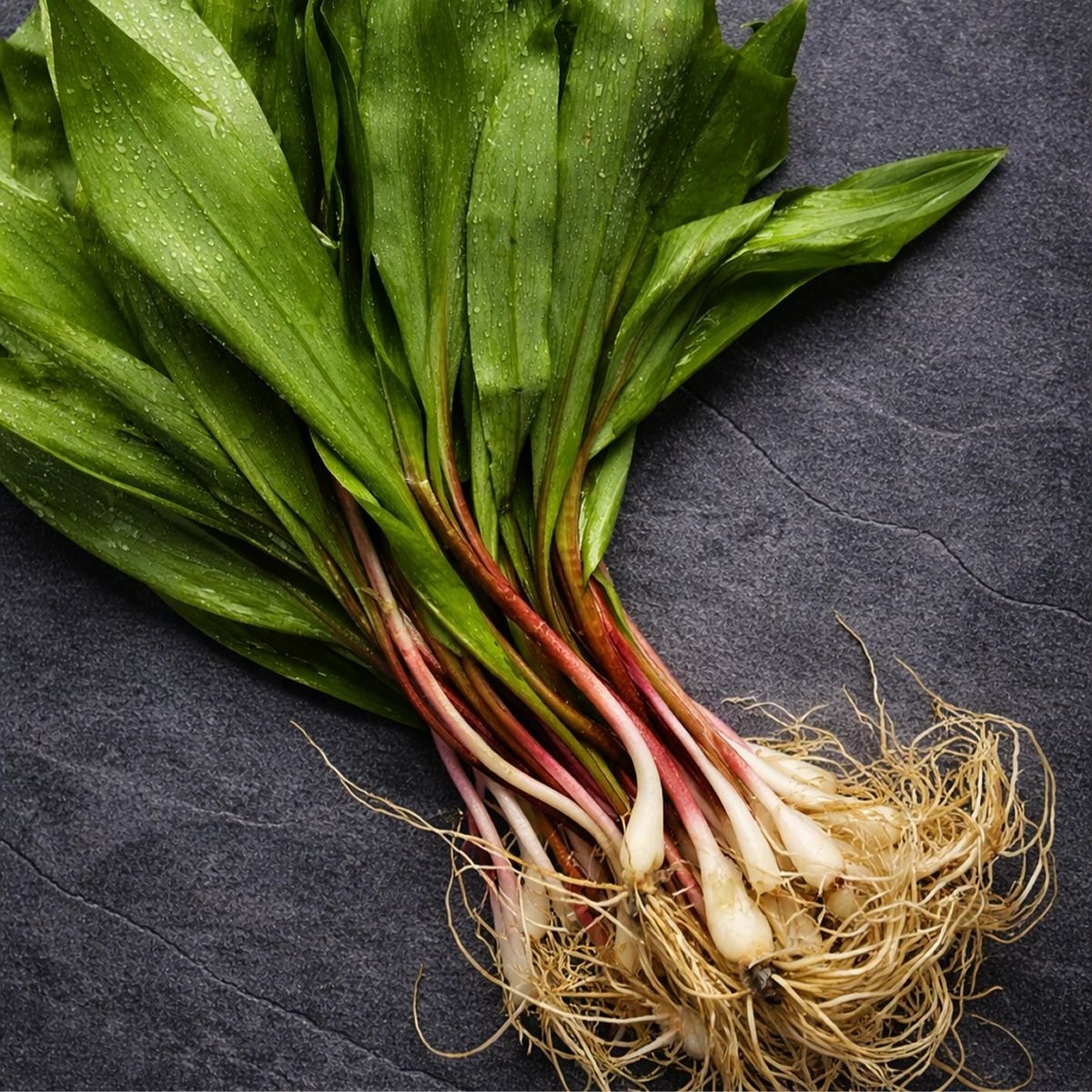 Organic Wild Ramps (4 oz)