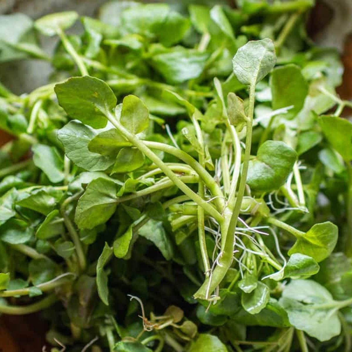 Organic Wild Watercress (8 oz)