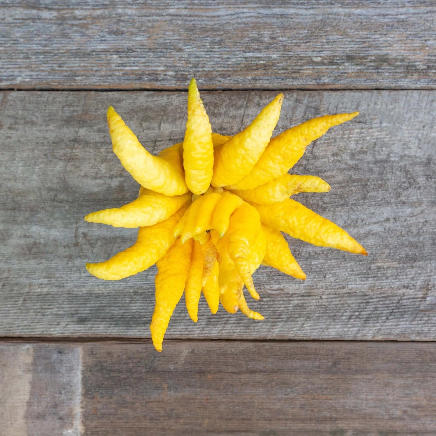 Organic Buddha's Hand (1 lb)