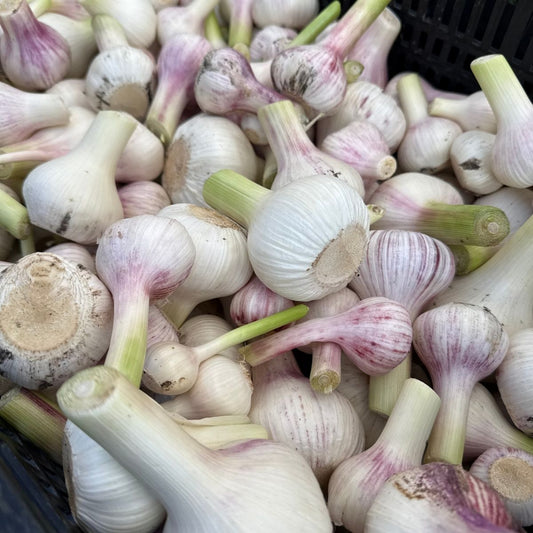 Organic Garlic (1 bulb)