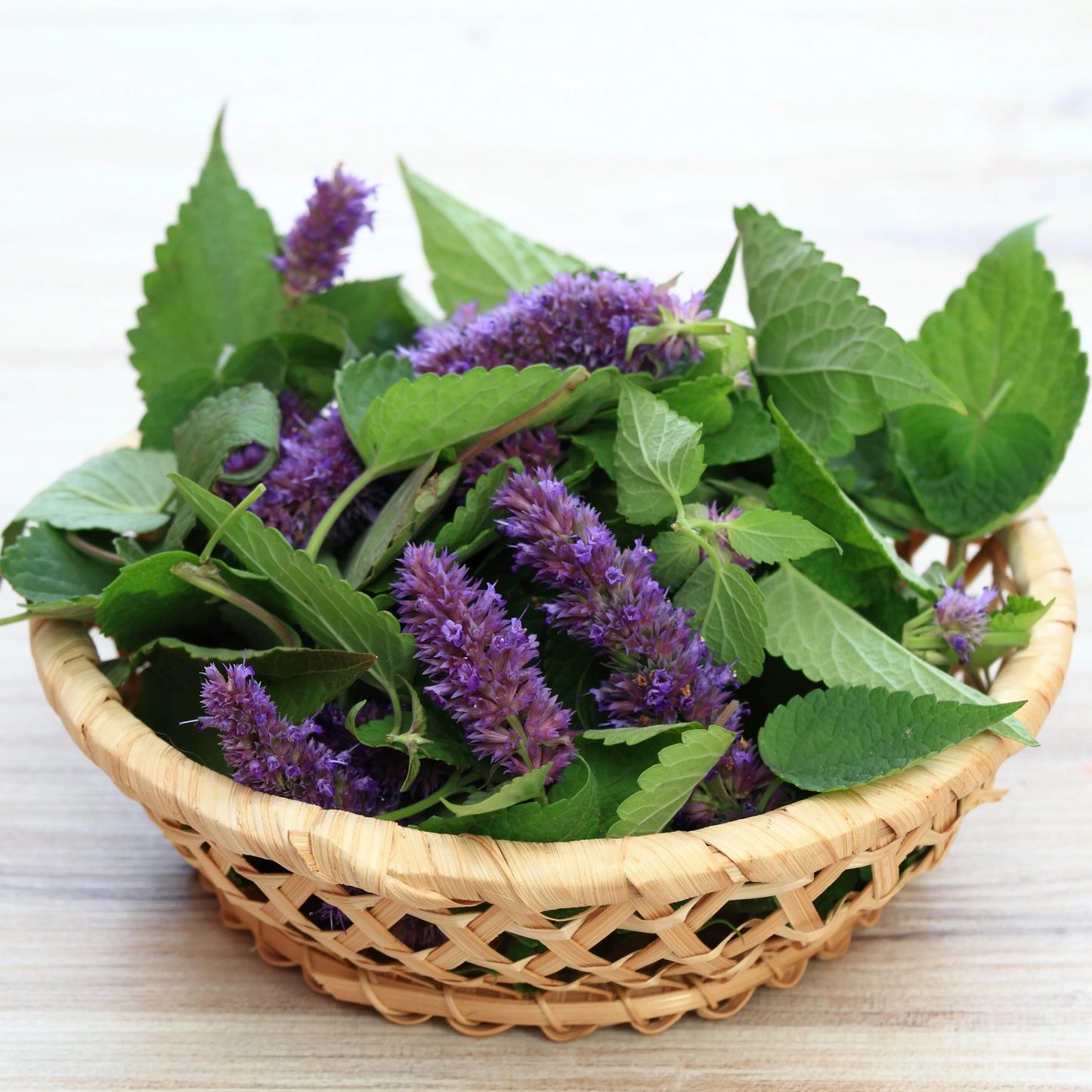 Anise Hyssop (1 bu)