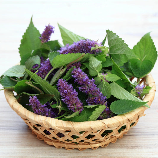 Anise Hyssop (1 bu)