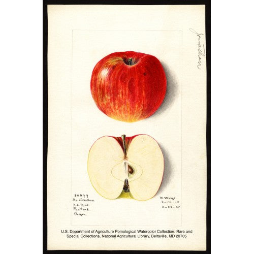 Organic Jonathan Apple (1 lb)
