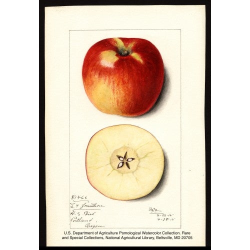 Organic Jonathan Apple (1 lb)