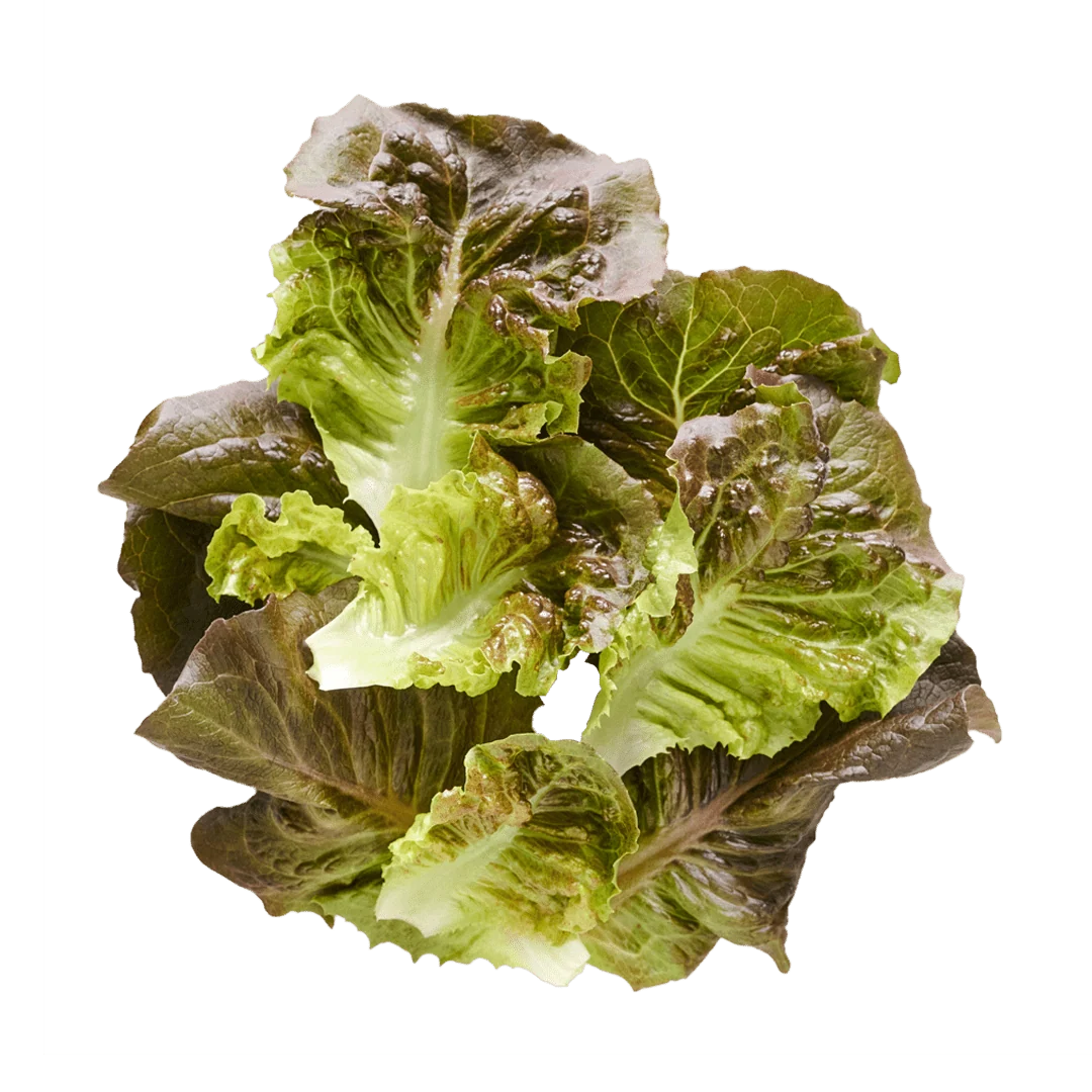 Pomegranate Crunch Lettuce (1 head)