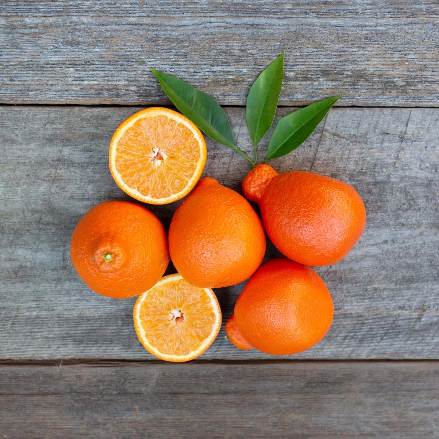 Organic Minneola Tangelos (1 lb)