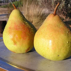 Morettini Pears (1 lb)