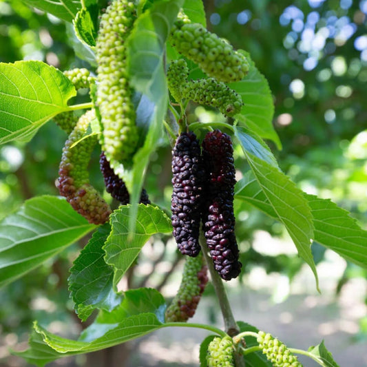 Organic Mulberries (1/2 pint)