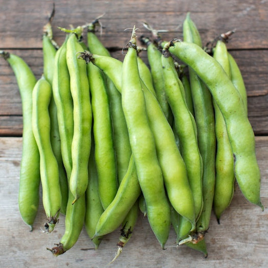 Organic Fava Beans (1 lb)