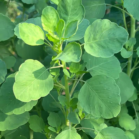 Papalo (1 bunch)