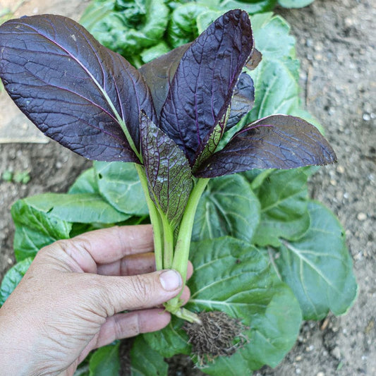 Organic Purple Pak Choy (1 head)