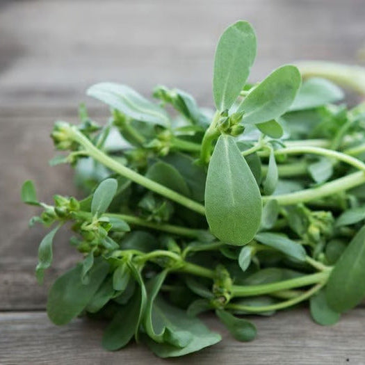 Purslane (8 oz)