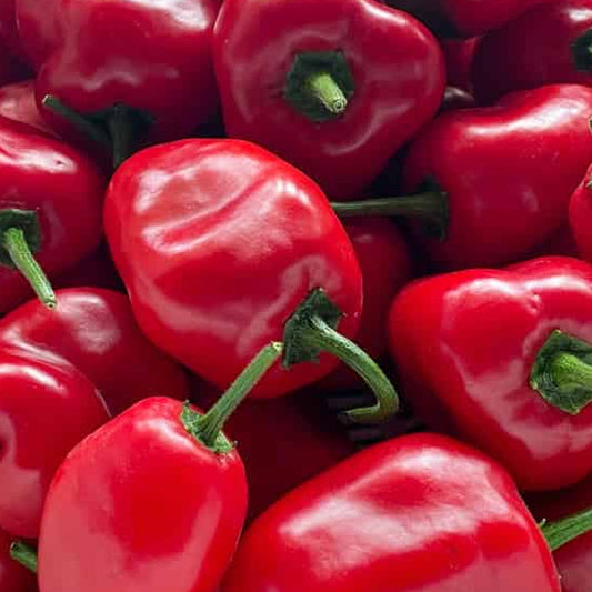 Organic Red Rocoto Peppers (1 count)