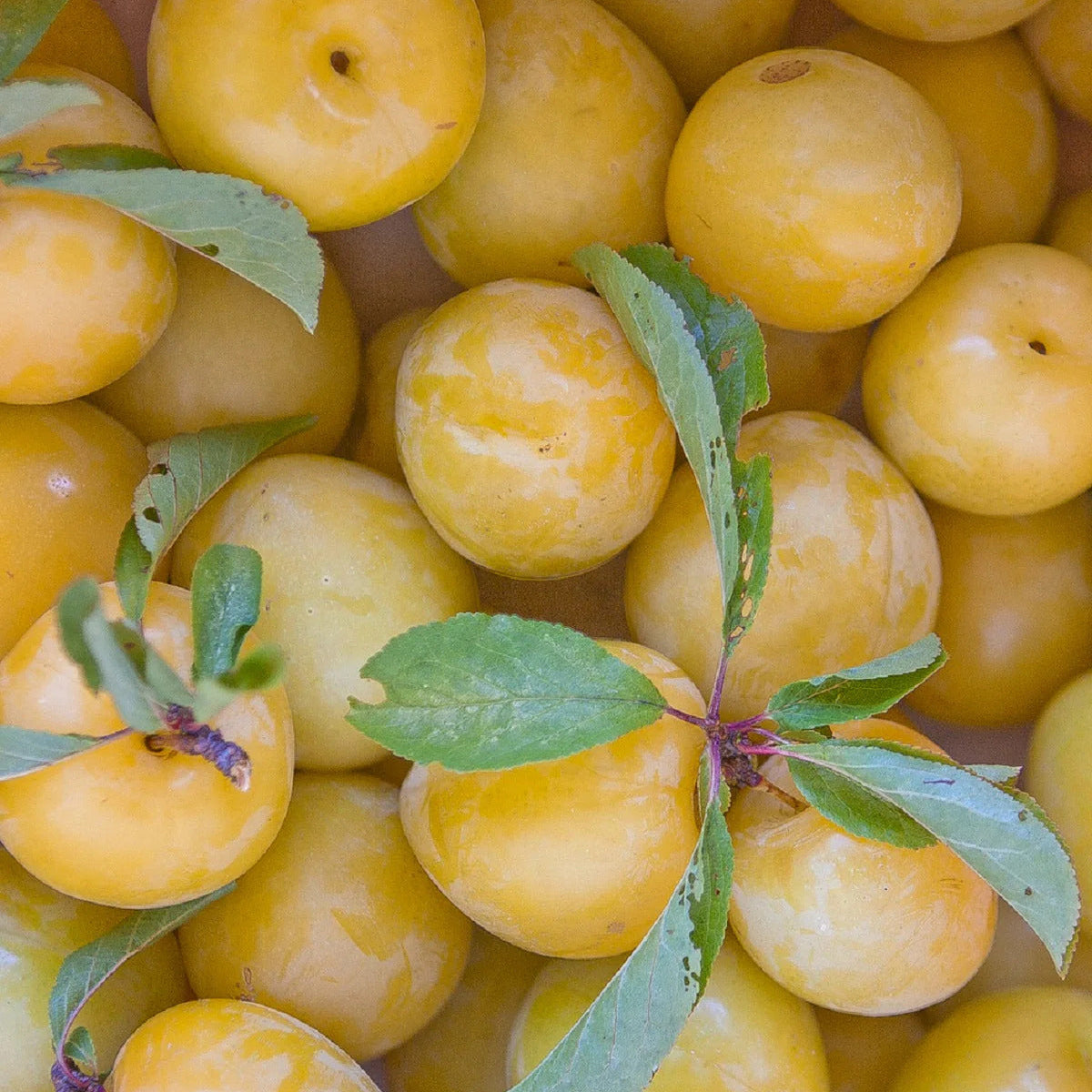 Shiro Yellow Plums (1 lb)