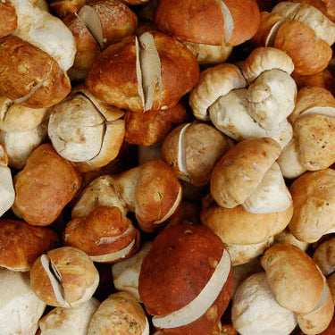 Organic Porcini Mushrooms (6 oz)
